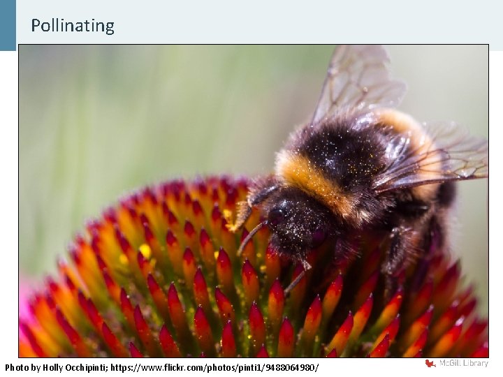 Pollinating Photo by Holly Occhipinti; https: //www. flickr. com/photos/pinti 1/9488064980/ 