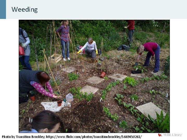 Weeding Photo by Transition Brockley; https: //www. flickr. com/photos/transitionbrockley/5669450261/ 