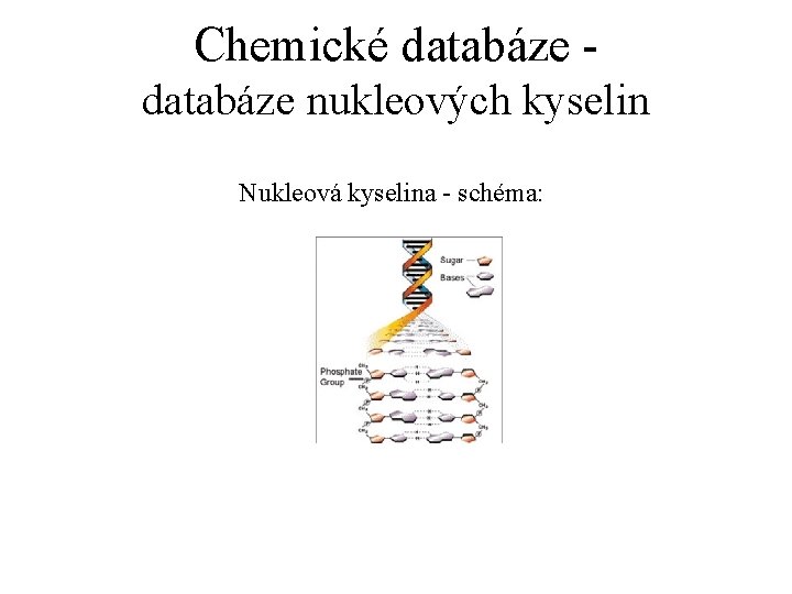 Chemické databáze nukleových kyselin Nukleová kyselina - schéma: 