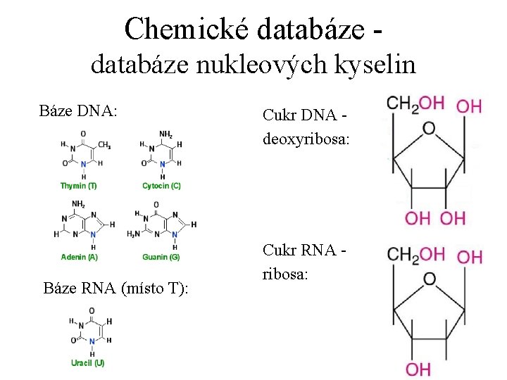 Chemické databáze nukleových kyselin Báze DNA: Báze RNA (místo T): Cukr DNA deoxyribosa: Cukr