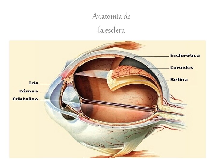 Anatomía de la esclera 