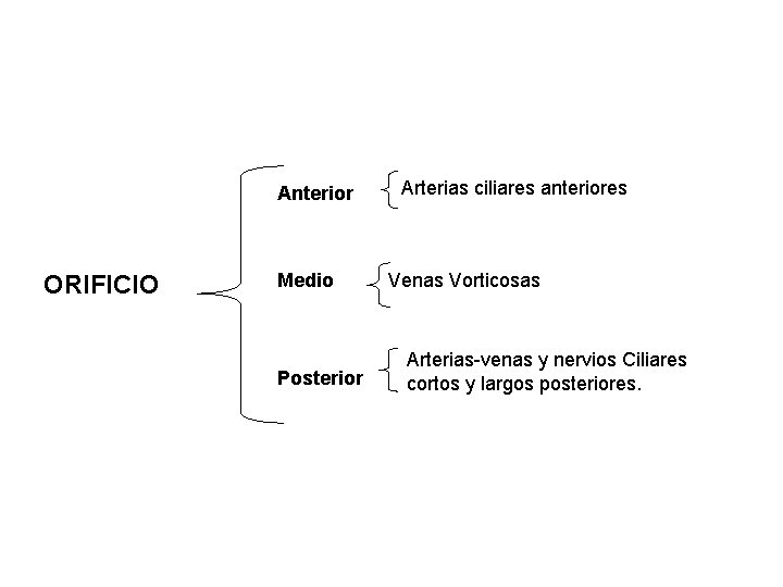 Anterior ORIFICIO Medio Posterior Arterias ciliares anteriores Venas Vorticosas Arterias-venas y nervios Ciliares cortos