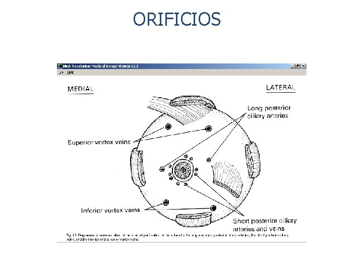 ORIFICIOS 