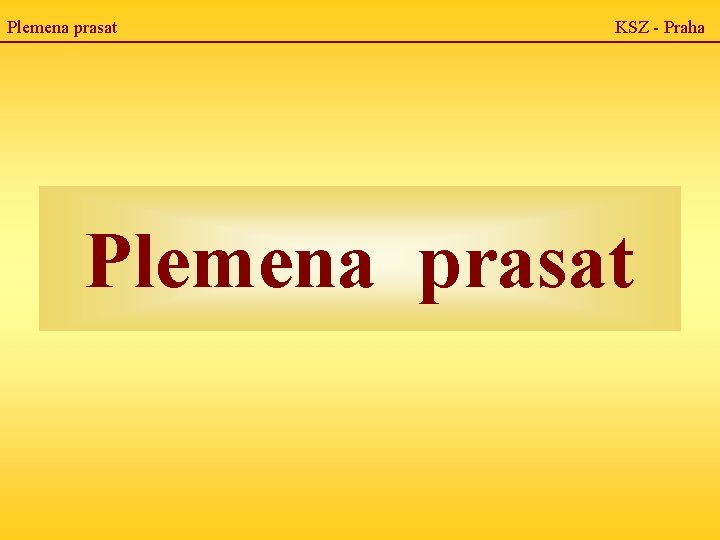 Plemena prasat KSZ - Praha Plemena prasat 