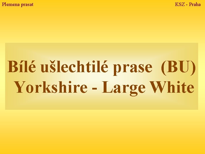 Plemena prasat KSZ - Praha Bílé ušlechtilé prase (BU) Yorkshire - Large White 