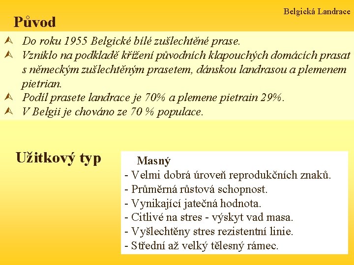 Původ Belgická Landrace Ù Do roku 1955 Belgické bílé zušlechtěné prase. Ù Vzniklo na