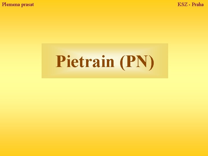 Plemena prasat KSZ - Praha Pietrain (PN) 