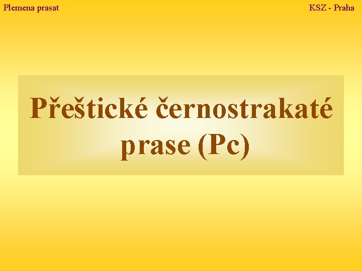 Plemena prasat KSZ - Praha Přeštické černostrakaté prase (Pc) 