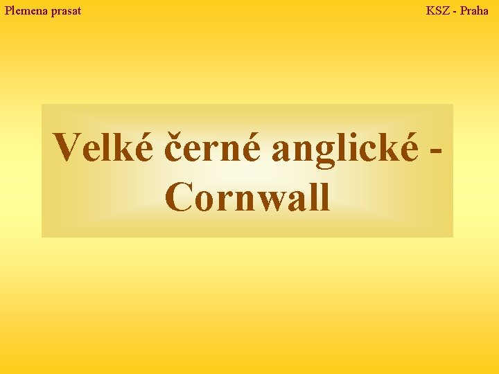 Plemena prasat KSZ - Praha Velké černé anglické Cornwall 