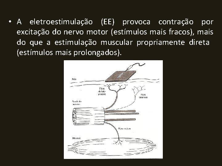  • A eletroestimulação (EE) provoca contração por excitação do nervo motor (estímulos mais