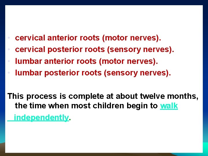  • • cervical anterior roots (motor nerves). cervical posterior roots (sensory nerves). lumbar