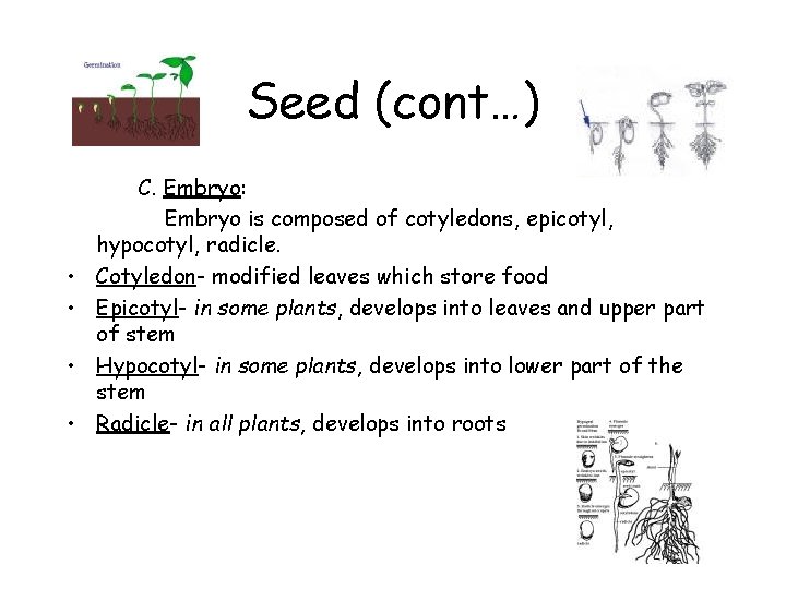 Seed (cont…) • • C. Embryo: Embryo is composed of cotyledons, epicotyl, hypocotyl, radicle.