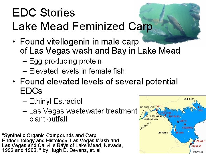 EDC Stories Lake Mead Feminized Carp • Found vitellogenin in male carp of Las