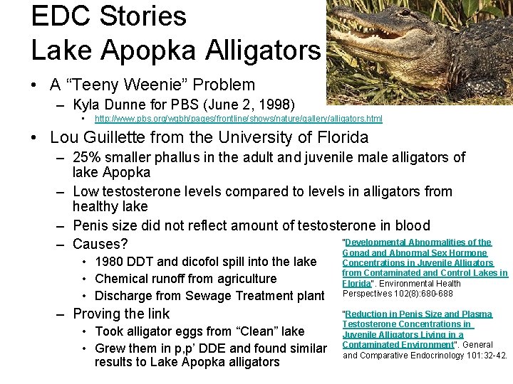 EDC Stories Lake Apopka Alligators • A “Teeny Weenie” Problem – Kyla Dunne for