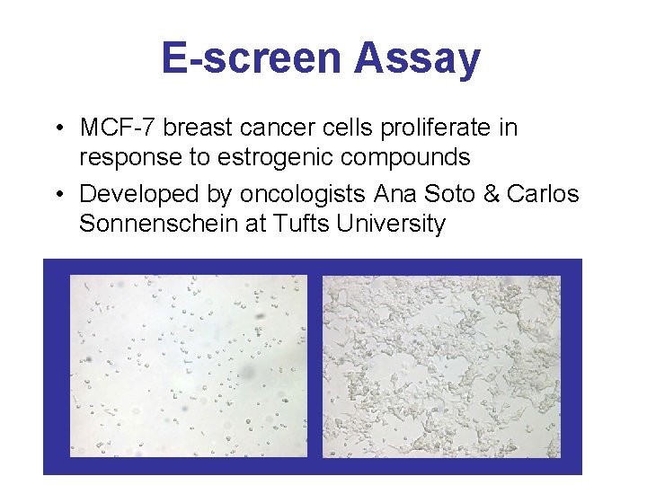 E-screen Assay • MCF-7 breast cancer cells proliferate in response to estrogenic compounds •