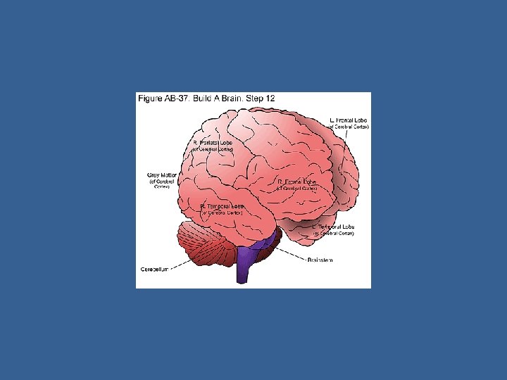Neurológia | Digitális Tankönyvtár