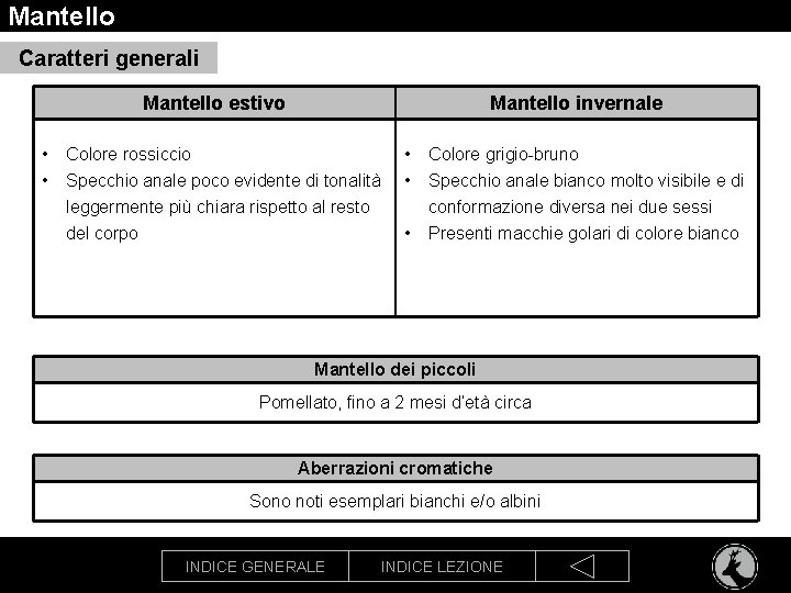 Mantello Caratteri generali Mantello estivo • • Mantello invernale Colore rossiccio Specchio anale poco