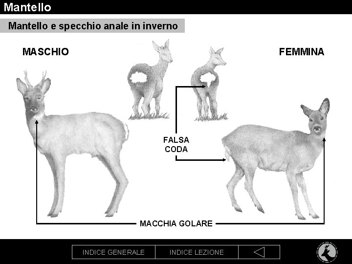 Mantello e specchio anale in inverno MASCHIO FEMMINA FALSA CODA MACCHIA GOLARE INDICE GENERALE