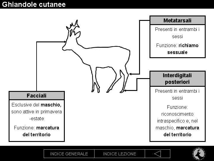 Ghiandole cutanee Metatarsali Presenti in entrambi i sessi Funzione: richiamo sessuale Interdigitali posteriori Presenti