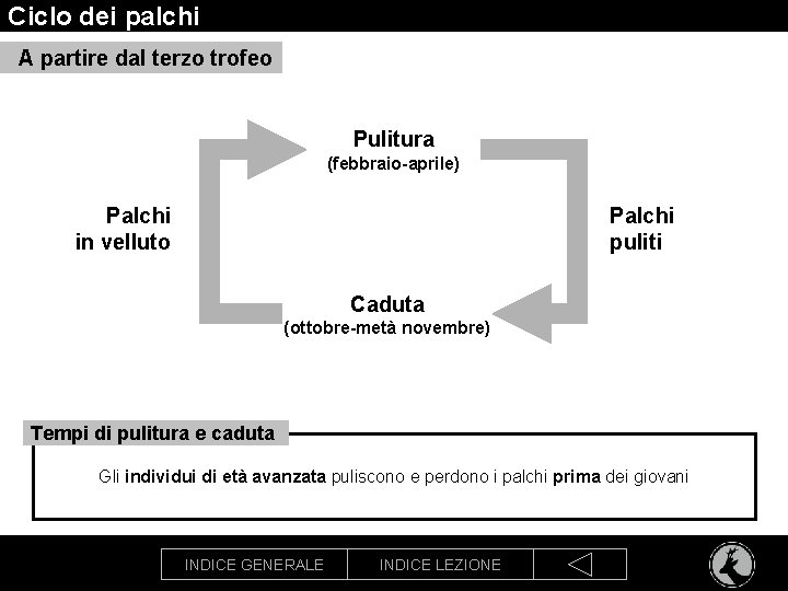 Ciclo dei palchi A partire dal terzo trofeo Pulitura (febbraio-aprile) Palchi in velluto Palchi