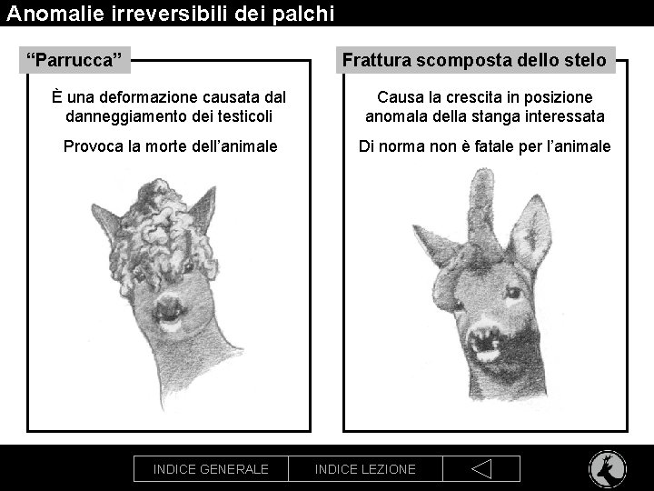 Anomalie irreversibili dei palchi “Parrucca” Frattura scomposta dello stelo È una deformazione causata dal