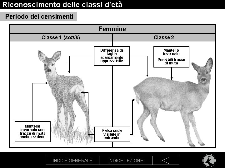 Riconoscimento delle classi d’età Periodo dei censimenti Femmine Classe 1 (sottili) Classe 2 Differenza