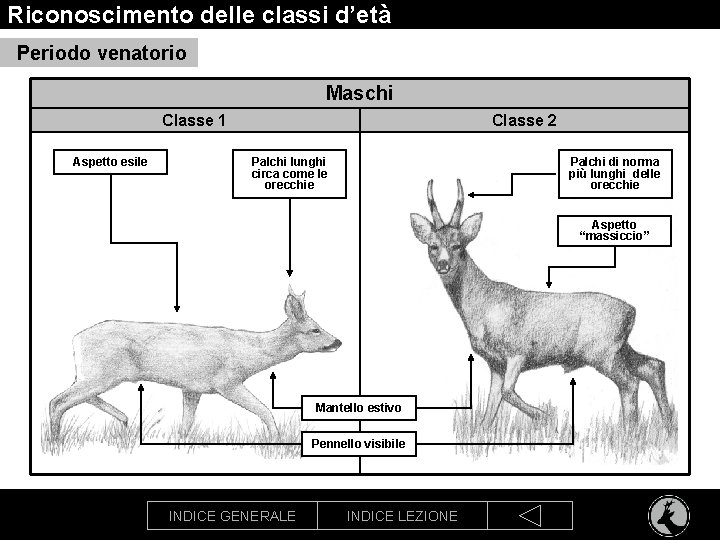 Riconoscimento delle classi d’età Periodo venatorio Maschi Classe 1 Aspetto esile Classe 2 Palchi