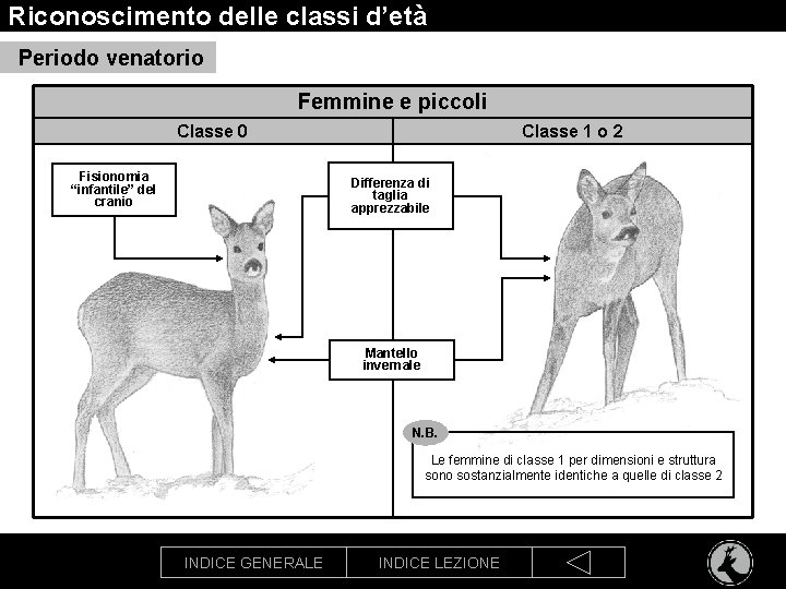 Riconoscimento delle classi d’età Periodo venatorio Femmine e piccoli Classe 0 Fisionomia “infantile” del