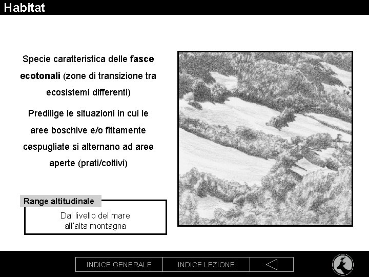 Habitat Specie caratteristica delle fasce ecotonali (zone di transizione tra ecosistemi differenti) Predilige le