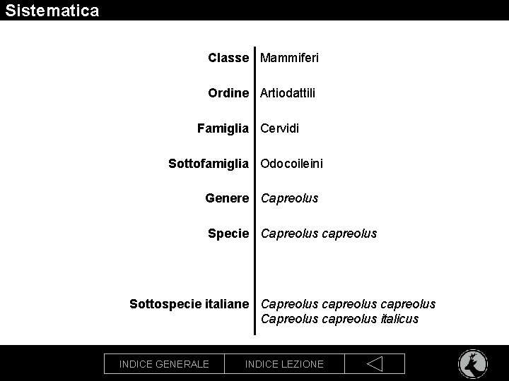 Sistematica Classe Mammiferi Ordine Artiodattili Famiglia Cervidi Sottofamiglia Odocoileini Genere Capreolus Specie Capreolus capreolus