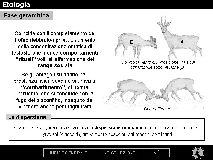 Etologia Fase gerarchica Coincide con il completamento del trofeo (febbraio-aprile). L’aumento della concentrazione ematica