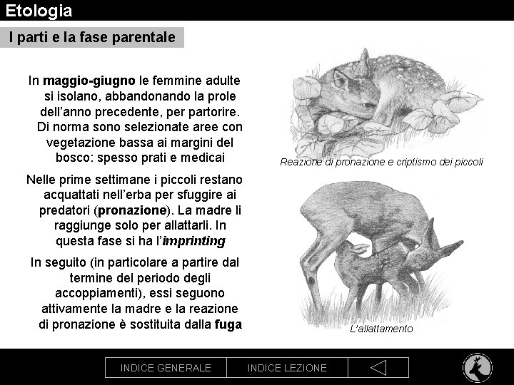 Etologia I parti e la fase parentale In maggio-giugno le femmine adulte si isolano,