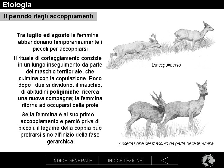 Etologia Il periodo degli accoppiamenti Tra luglio ed agosto le femmine abbandonano temporaneamente i