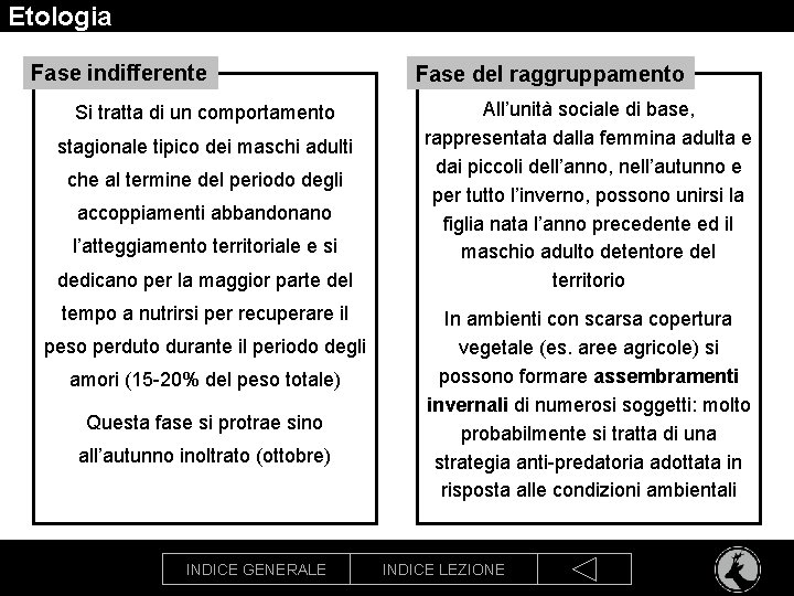 Etologia Fase indifferente Si tratta di un comportamento stagionale tipico dei maschi adulti che