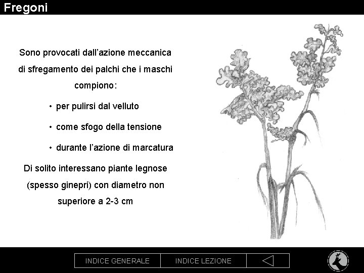 Fregoni Sono provocati dall’azione meccanica di sfregamento dei palchi che i maschi compiono: •
