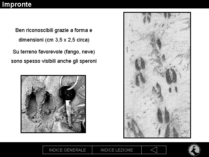 Impronte Ben riconoscibili grazie a forma e dimensioni (cm 3, 5 x 2, 5