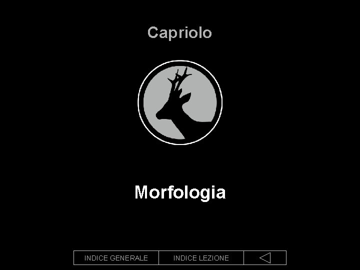 Capriolo Morfologia INDICE GENERALE INDICE LEZIONE 