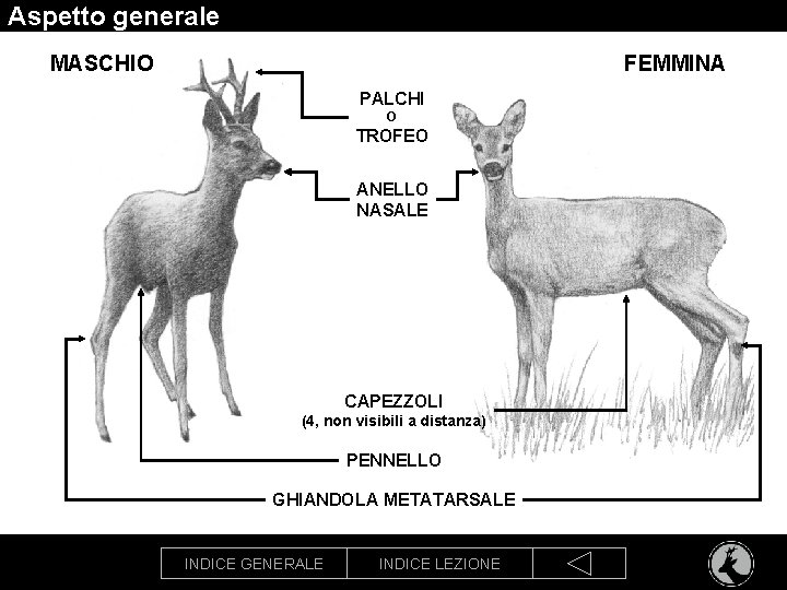 Aspetto generale MASCHIO FEMMINA PALCHI O TROFEO ANELLO NASALE CAPEZZOLI (4, non visibili a