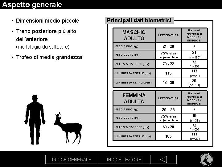 Aspetto generale • Dimensioni medio-piccole • Treno posteriore più alto dell’anteriore (morfologia da saltatore)