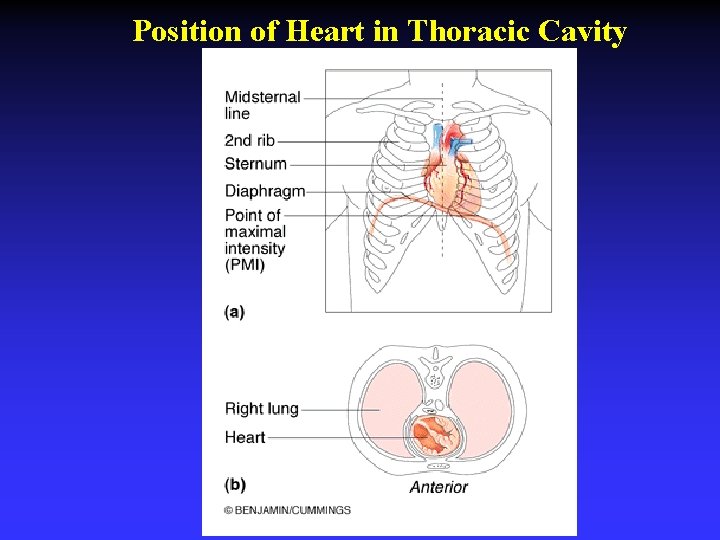 Position of Heart in Thoracic Cavity 
