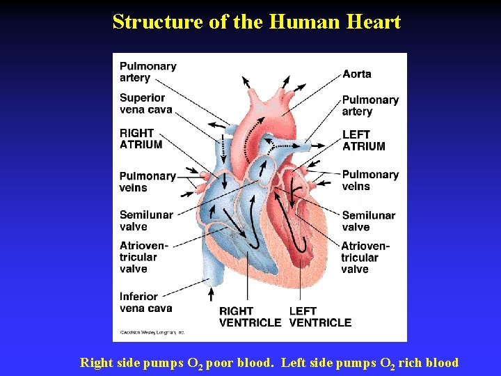 Structure of the Human Heart Right side pumps O 2 poor blood. Left side
