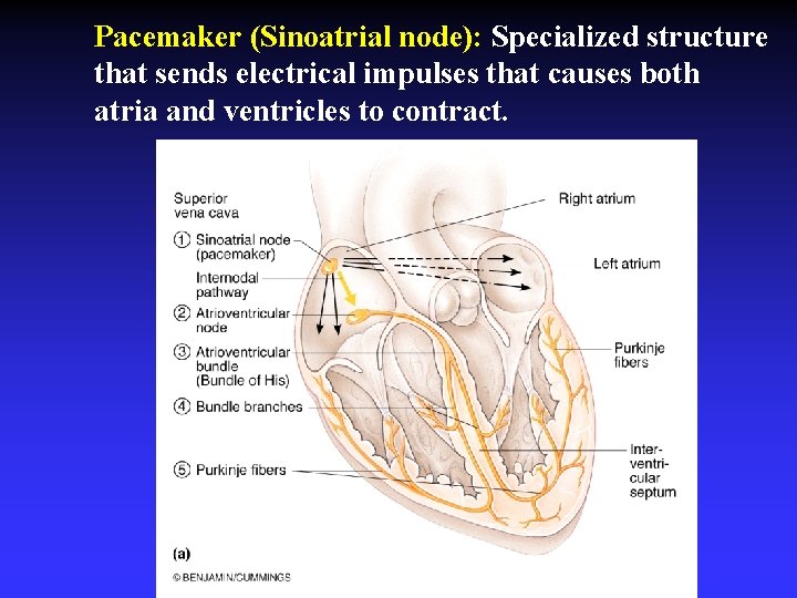 Pacemaker (Sinoatrial node): Specialized structure that sends electrical impulses that causes both atria and