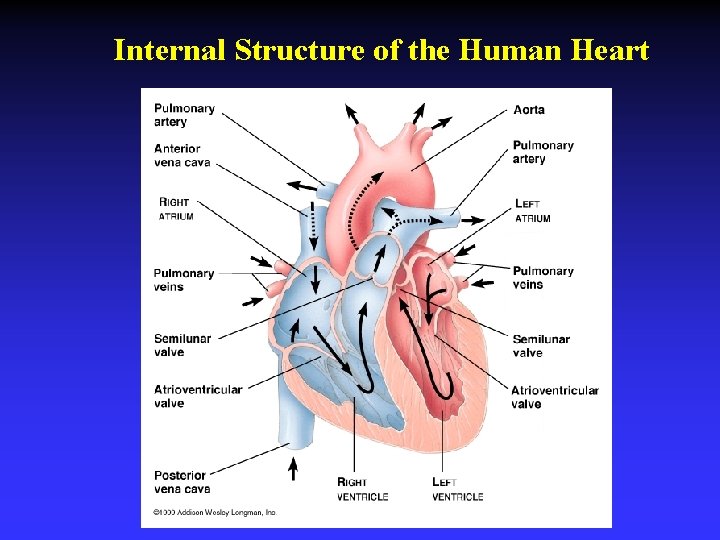 Internal Structure of the Human Heart 