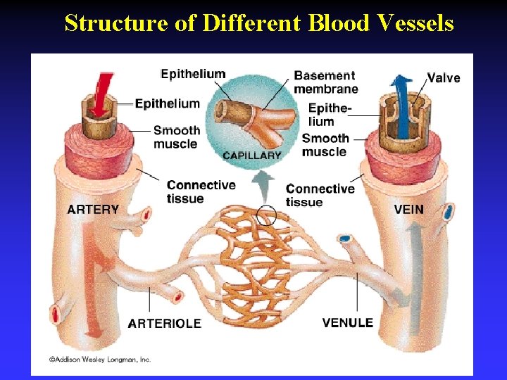 Structure of Different Blood Vessels 