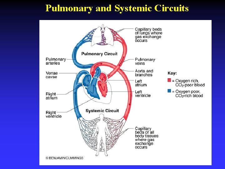 Pulmonary and Systemic Circuits 