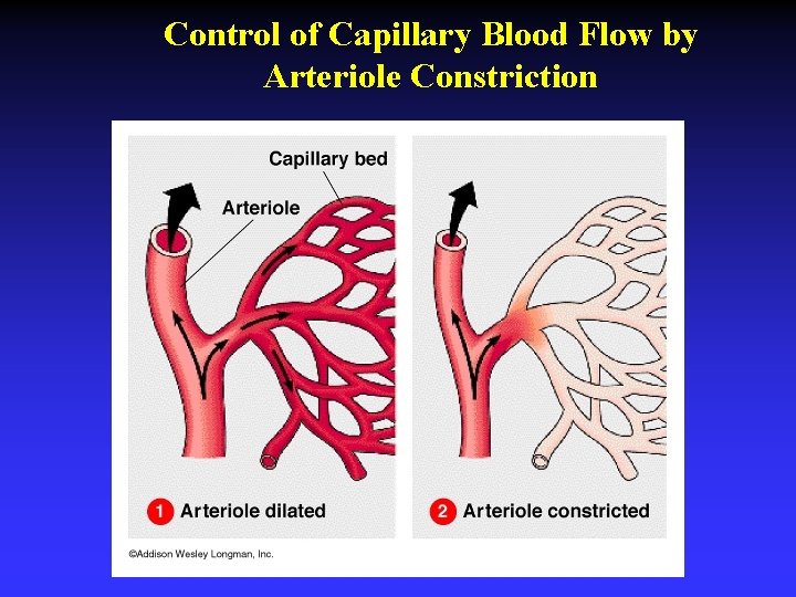 Control of Capillary Blood Flow by Arteriole Constriction 