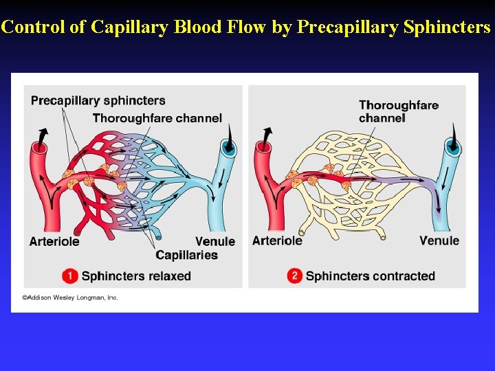 Control of Capillary Blood Flow by Precapillary Sphincters 