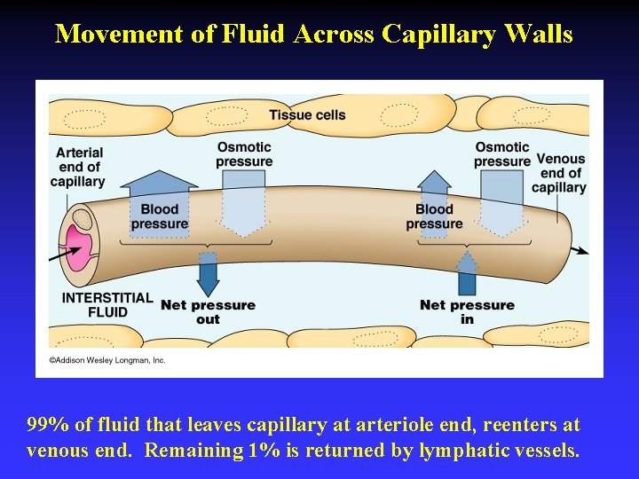 Movement of Fluid Across Capillary Walls 99% of fluid that leaves capillary at arteriole