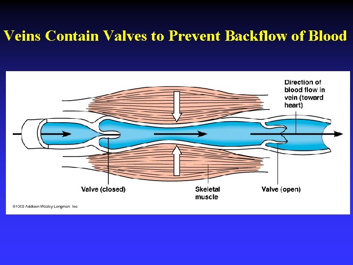 Veins Contain Valves to Prevent Backflow of Blood 