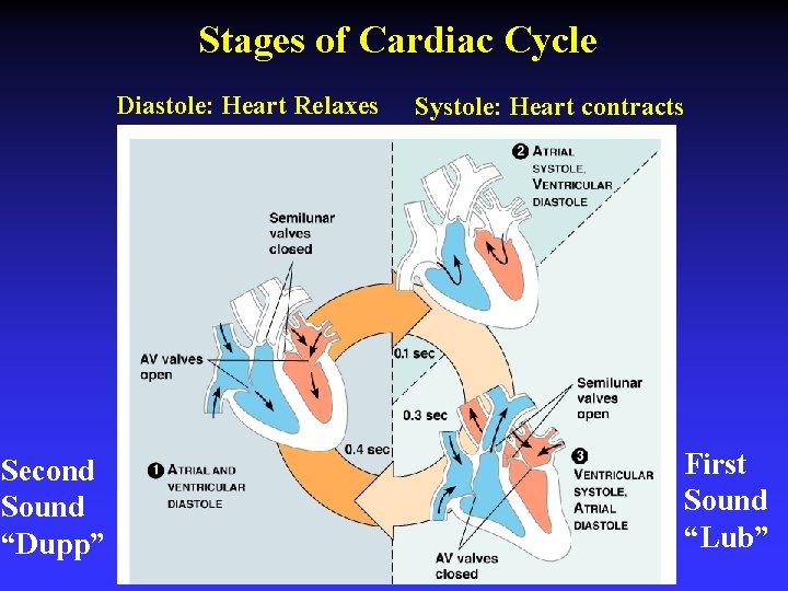 Stages of Cardiac Cycle Diastole: Heart Relaxes Second Sound “Dupp” Systole: Heart contracts First